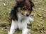 Papillon Blanding ¤¤Mons<3¤¤ -  Lidt model er han vel altid. :)