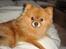 Pomeranian Zuie