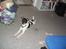 Blanding af racer Fimbe (Mormor's) - (12)   Streg ud:O