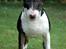 Bullterrier Anzesa Important Ingo - Louis front
