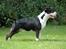 Bullterrier Anzesa Important Ingo - Louis 2008