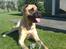 Blanding af racer - Mastiff Cæsar R.I.P. - Sommeren 2010 på Als..