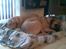 Blanding af racer - Mastiff Cæsar R.I.P. - Hygge....