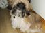 Shih tzu Futte