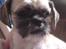 Shih tzu Futte
