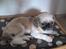 Shih tzu Futte
