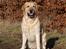 Labrador retriever Posters Sparkling Ozzy