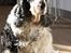 Cocker spaniel Barleys Tippe