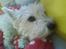 Welsh terrier emma