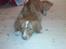 Nova scotia duck tolling retriever rufus