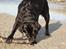 Labrador retriever Tulle - Tulle har fundet en stor pind :´D