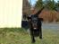 Labrador retriever Tulle - Vuf, vuf her kommer jeg.