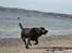 Labrador retriever Tulle - Haha, Tulle i fuld fart :)