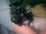 Lhasa apso Tacco *2008-2009*