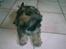 Lhasa apso Tacco *2008-2009*