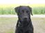 Labrador retriever Engtoftes Thor - THOR CHRISTENSEN <3 med glimt i øjet ..