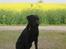 Labrador retriever Engtoftes Thor - Er han ikk dejlig ? 