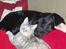 Labrador retriever Engtoftes Thor