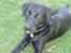 Labrador retriever Engtoftes Thor - Thor rekker tunge ? ;&