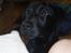 Labrador retriever Engtoftes Thor - Baby thor <3