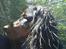 Gordon setter jacky... love she!!! <3 - Sol gik på min.. Jaah mig!!