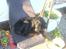 Gordon setter jacky... love she!!! <3 - arrh... det er dejligt og ligge lige i solen.