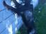 Gordon setter jacky... love she!!! <3 - hvad sker det der inde ... 