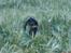 Gordon setter jacky... love she!!! <3 - Hop Hop og Hop!!!
