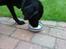Labrador retriever Engtoftes Thor - Thor som spiser pærevelding :D<3