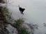Labrador retriever Engtoftes Thor - Thor som er ude at gå tur <3