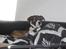 Blanding af racer Chica R.I.P - Putter med mor