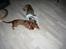Blanding af racer Chica R.I.P - Som venner vi dele