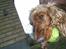 Cocker spaniel Lady