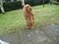 Cocker spaniel Lady