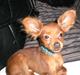 Russisk toy terrier Oliver