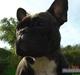 Fransk bulldog cayenne