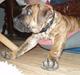 Boerboel Anasha Kalle