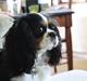 Cavalier king charles spaniel Malekit´s Molly