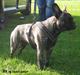 Fransk bulldog Vust Mellergård´s Aiko   