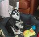 Siberian husky Miky