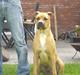 Amerikansk staffordshire terrier Buster