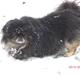 Pekingeser Gizmo