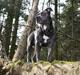 Amerikansk staffordshire terrier Ganga