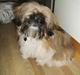 Shih tzu Futte