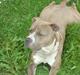 Amerikansk staffordshire terrier Tjaco