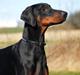 Dobermann Proud Danish Aramis