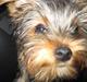 Yorkshire terrier Eddie