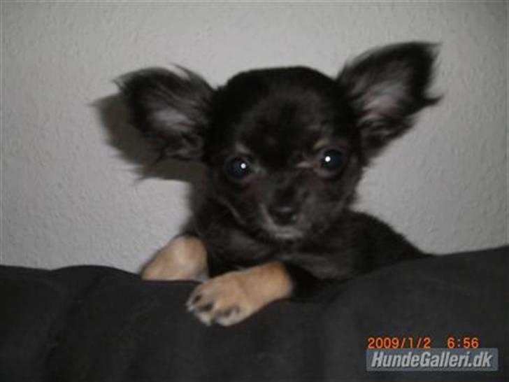 Chihuahua Luca billede 3