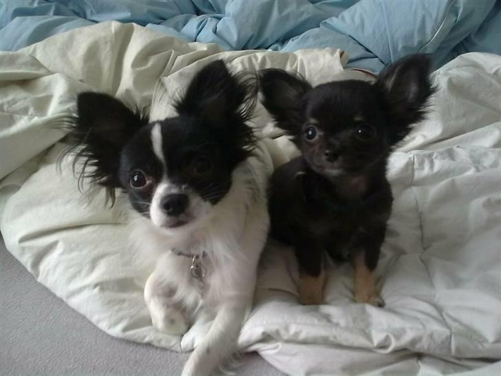 Chihuahua Luca - Luca og storebror Fifty billede 4