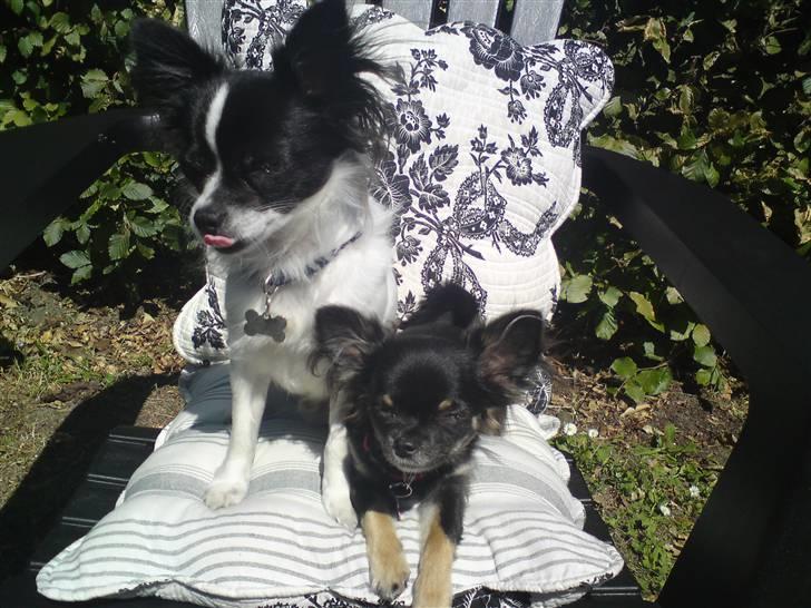 Chihuahua Luca billede 5